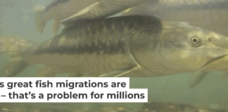 Mahseer swim in the Ramganga River, a major tributary of the Ganges River in South Asia. Zeb Hogan